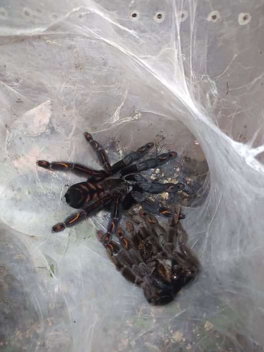 Psalmopeus irminia samica