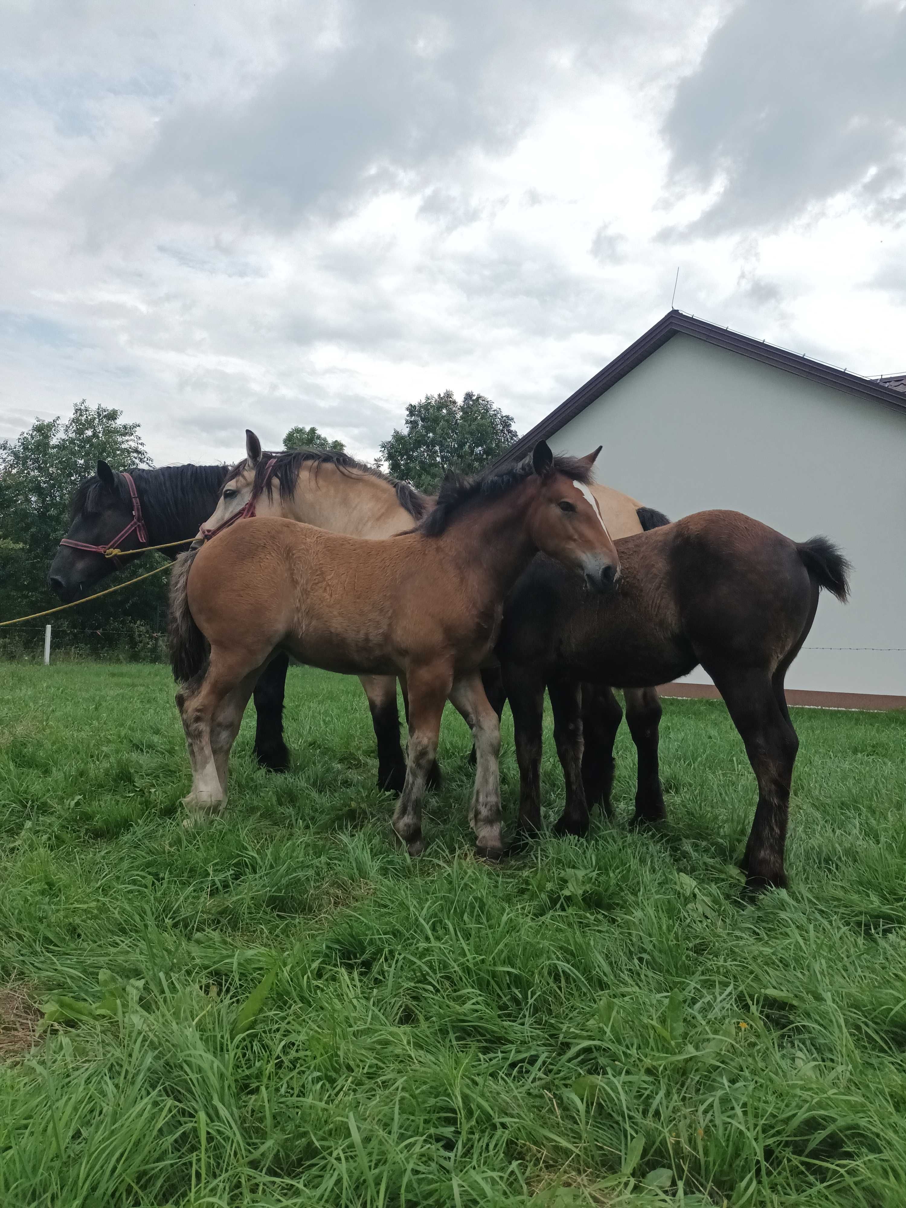 Sprzedam klacz ze źrebicą