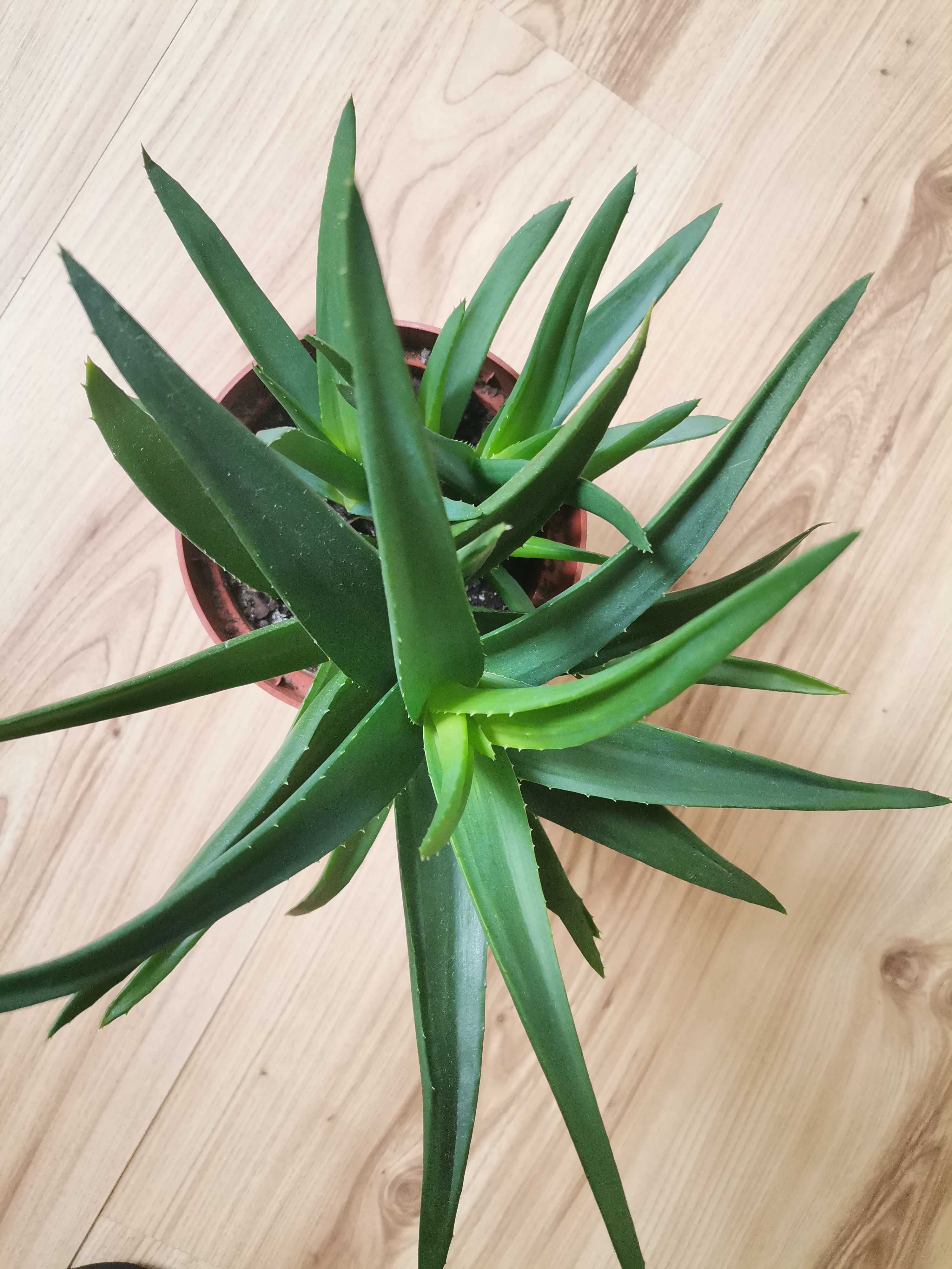 Aloes różne rodzaje