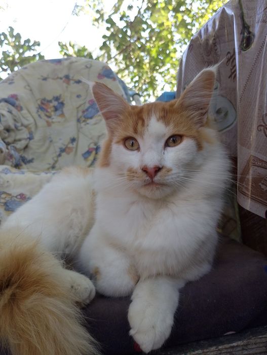 Продам Мейкуна самця