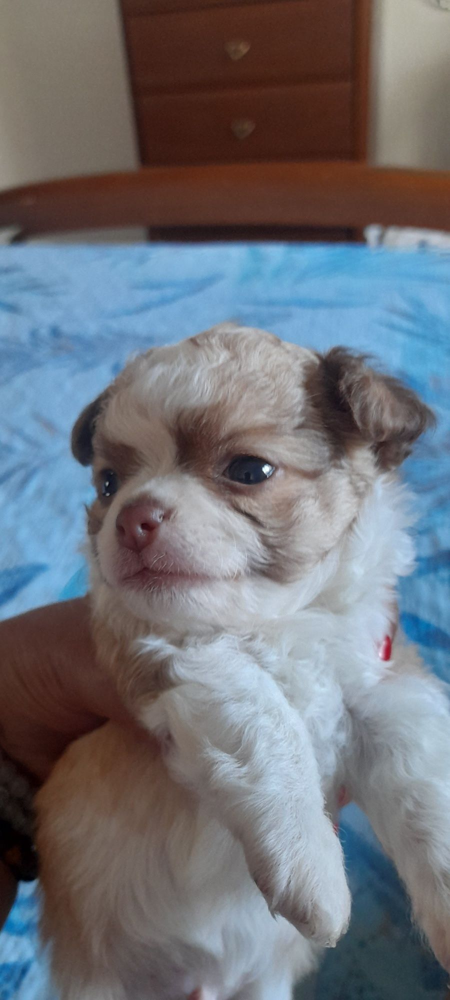 Chihuahua macho pêlo comprido