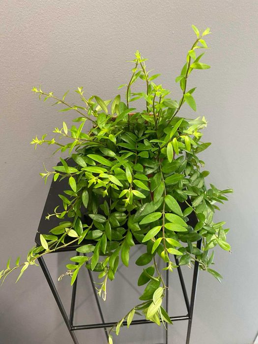 Aeschynanthus Japhrolepis 12 cm Doniczka