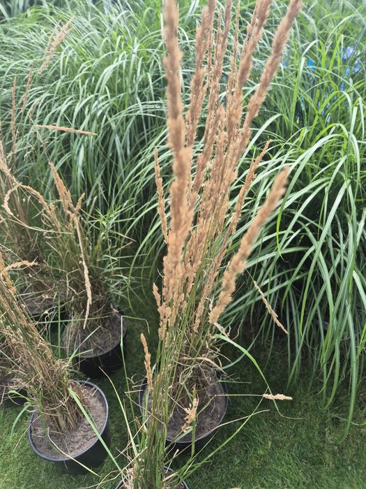 Trawa ozdobna duża sadzonka trzcinnik ostrokwiatowy tylko odbiór