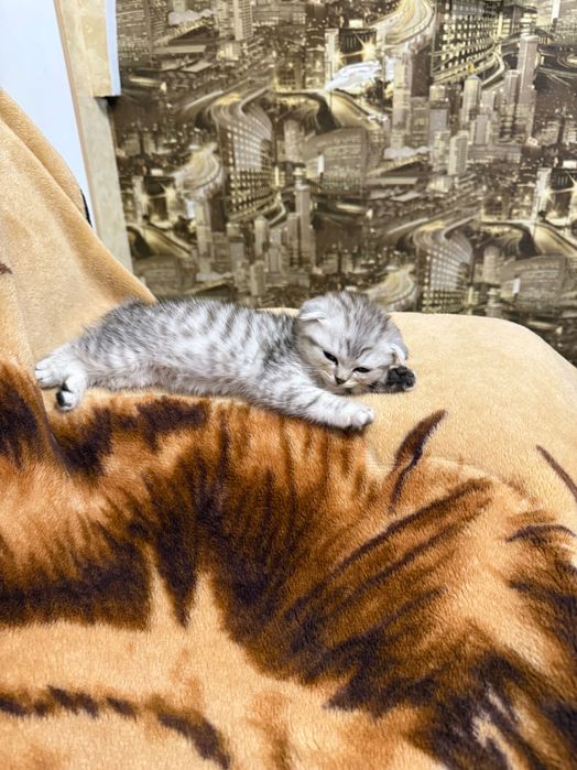 Шотландські кошенята