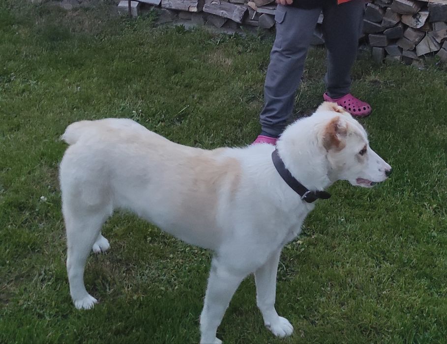 Віддам в добрі руки, цуценят