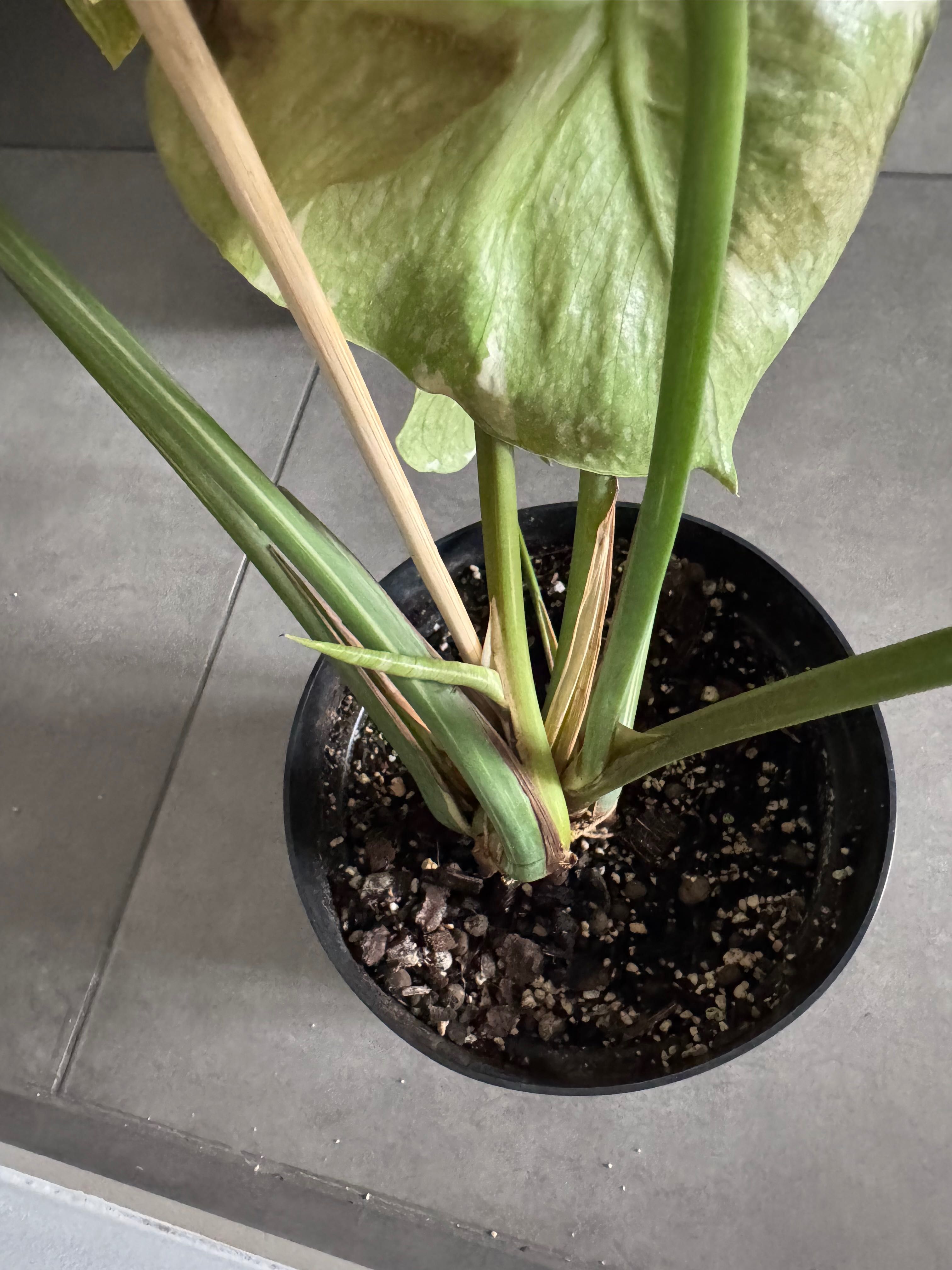 monstera variegata thai constellation