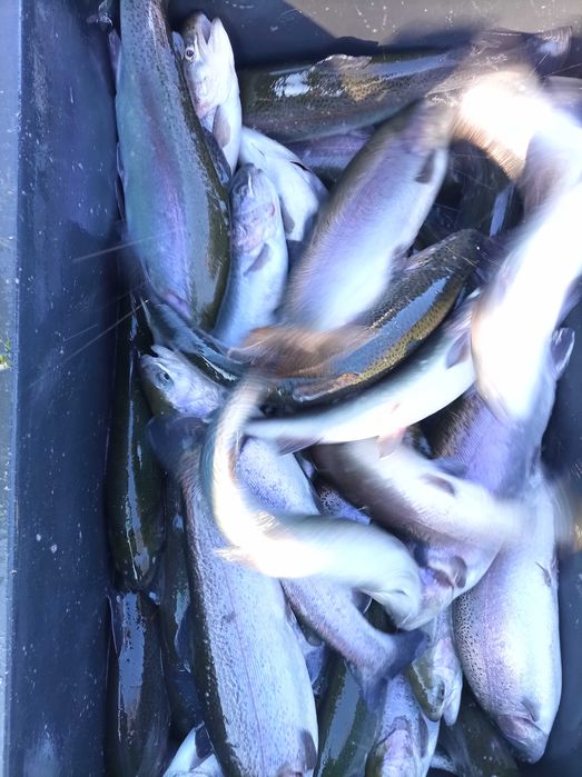 Pstrąg tęczowy 700 -900 gram , jesiotr lin karp karaś szczupak sandacz