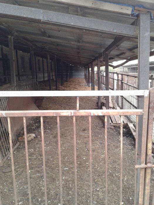 Продам отдельностоящую животноводческую ферму в Криворожском районе