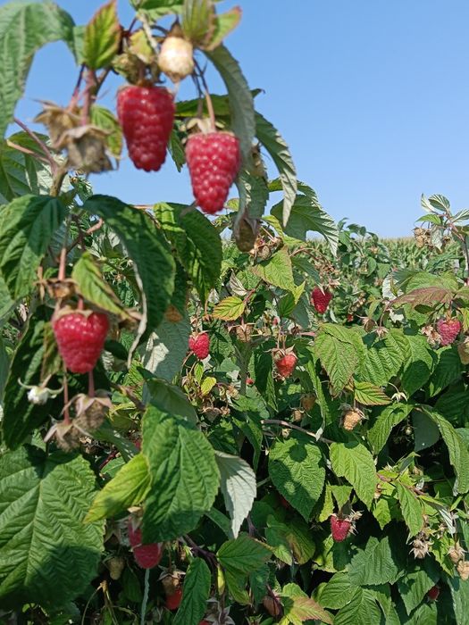 Sadzonki maliny POLONEZ