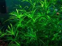 Guppy grass ou Najas Guadalupensis