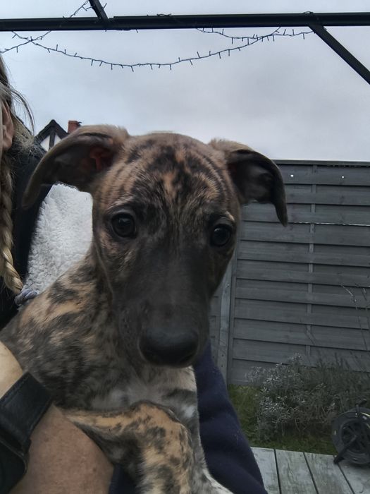 Szczenię charta angielskiego - Whippeta