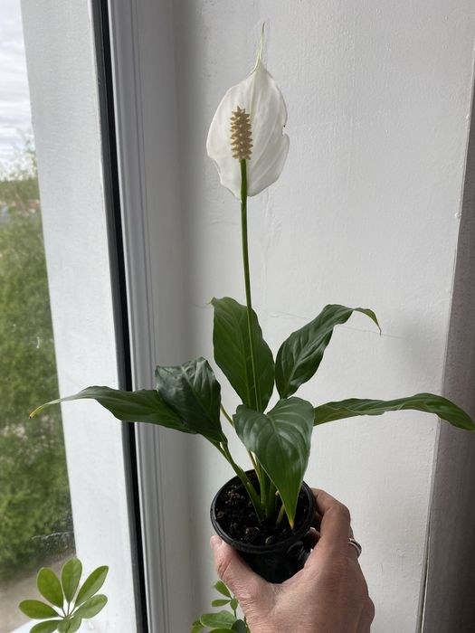 Спатіфілум вічноквітучий