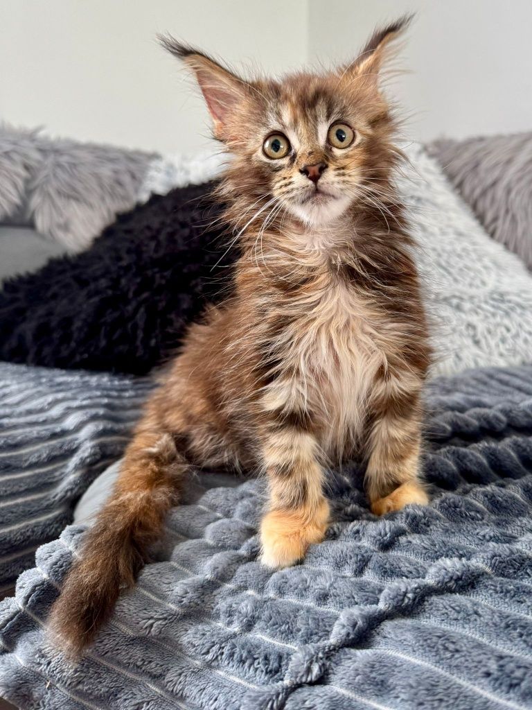 Kotka Maine coon do odbioru