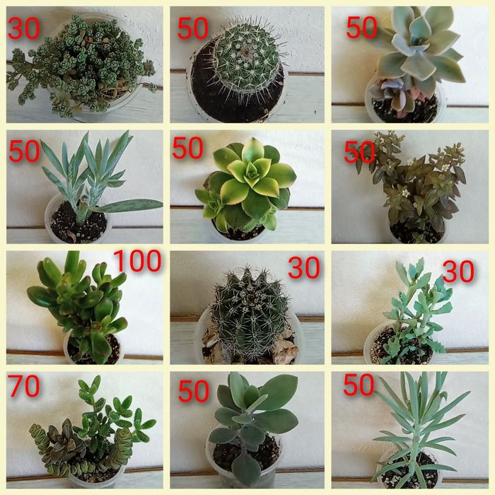 Сукуленти ехеверії, хрестовники,еоніуми, красули, делосперма,оскулярія