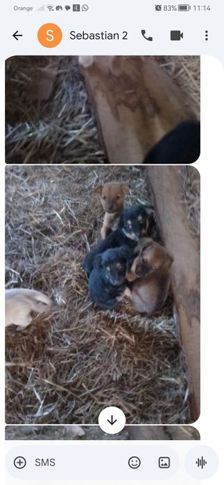 Oddam w dobre ręce pieski bez domu