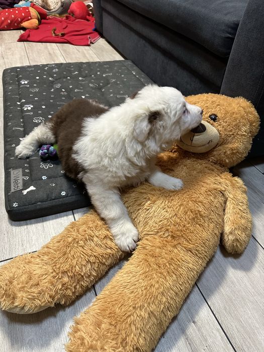 Border collie unikatowy piesek