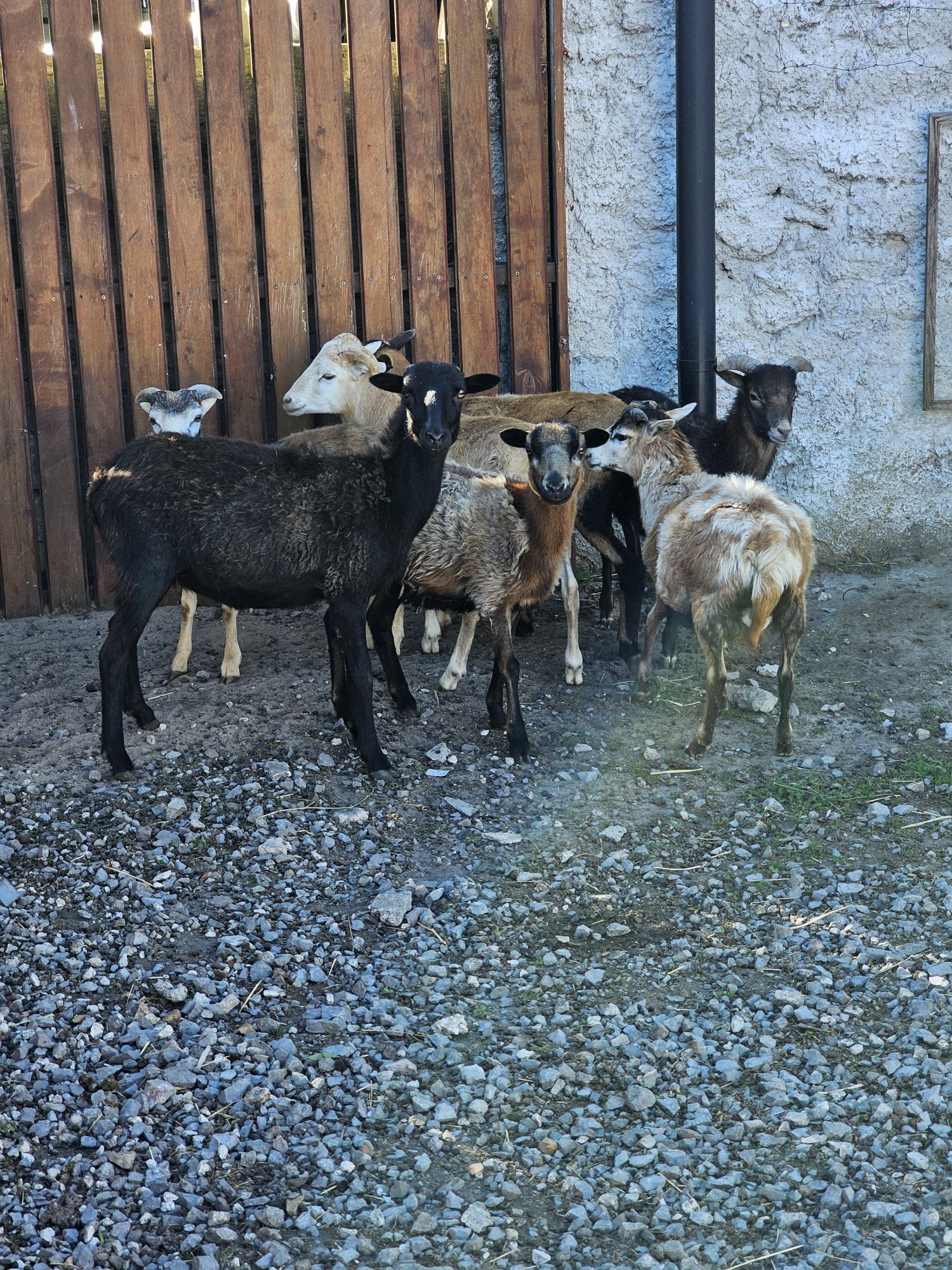 Owca baran para kamerunskie tryk Jarka