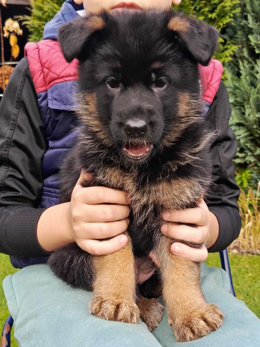 Owczareki Niemieckie krótkowłose ZKwP/FCI