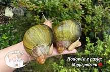 Archachatina ventricosa standard ślimaki olbrzymie afrykańskie terra