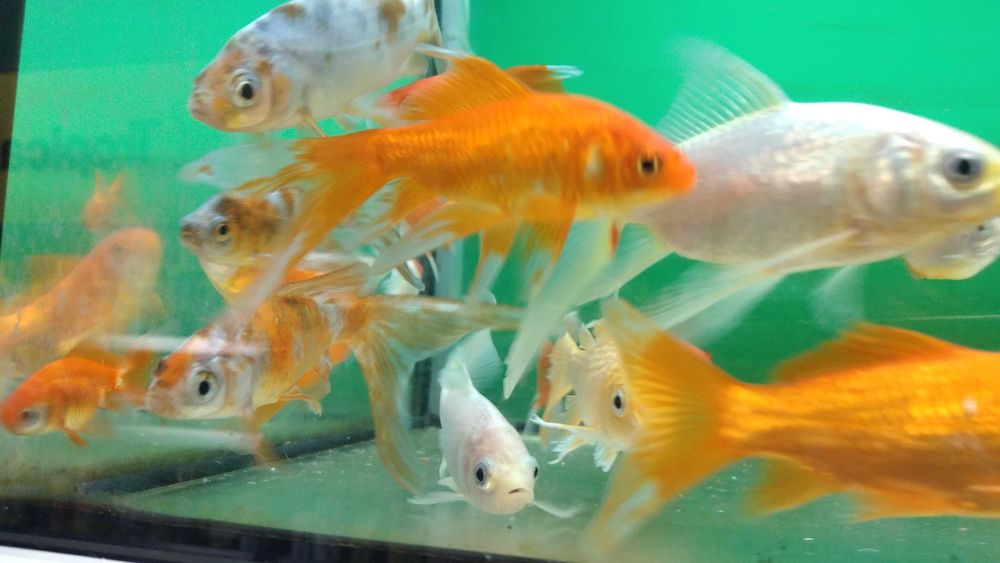 Karaś rybka do oczka wodnego w sklep zoologiczny Pawik.pl Strzyżów