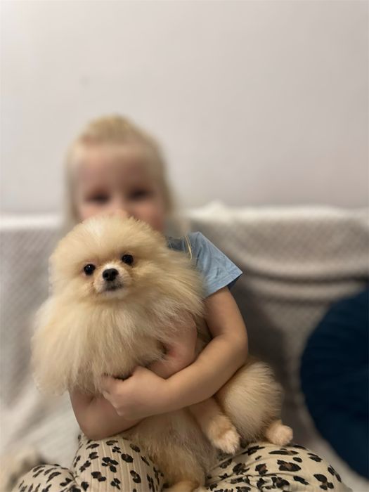 Szpic miniaturowy pomeranian chłpiec