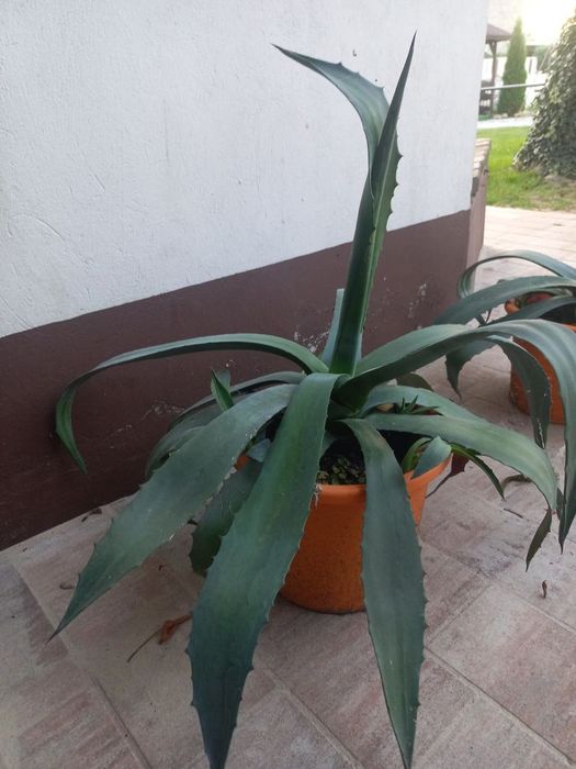 Roślina ogrodowa agawa