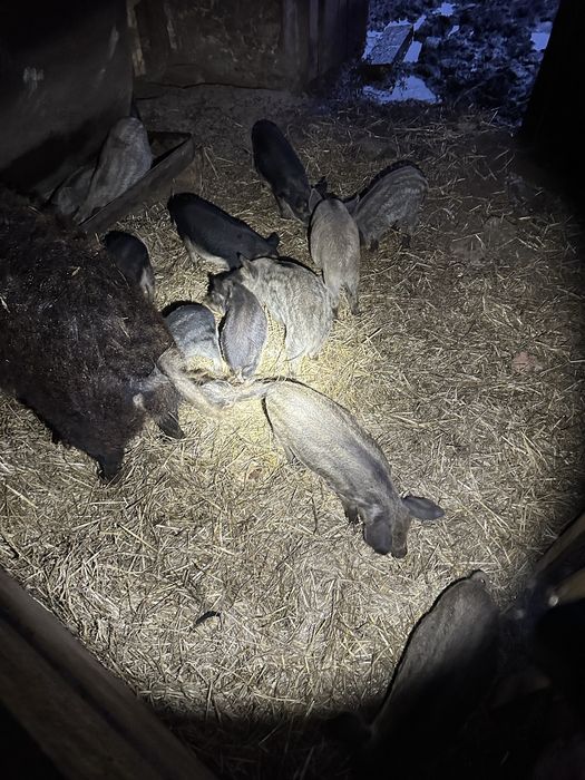 Продам поросята породи мангалиці.