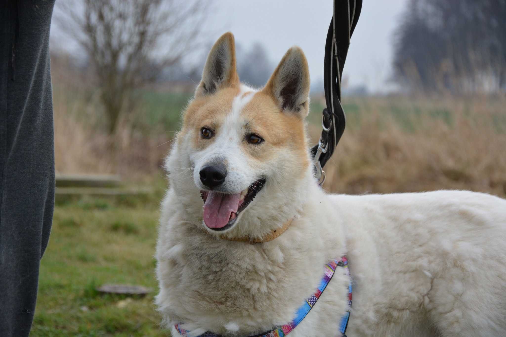 Winter - pies jak łajka zachodniosyberyjska ADOPCJA