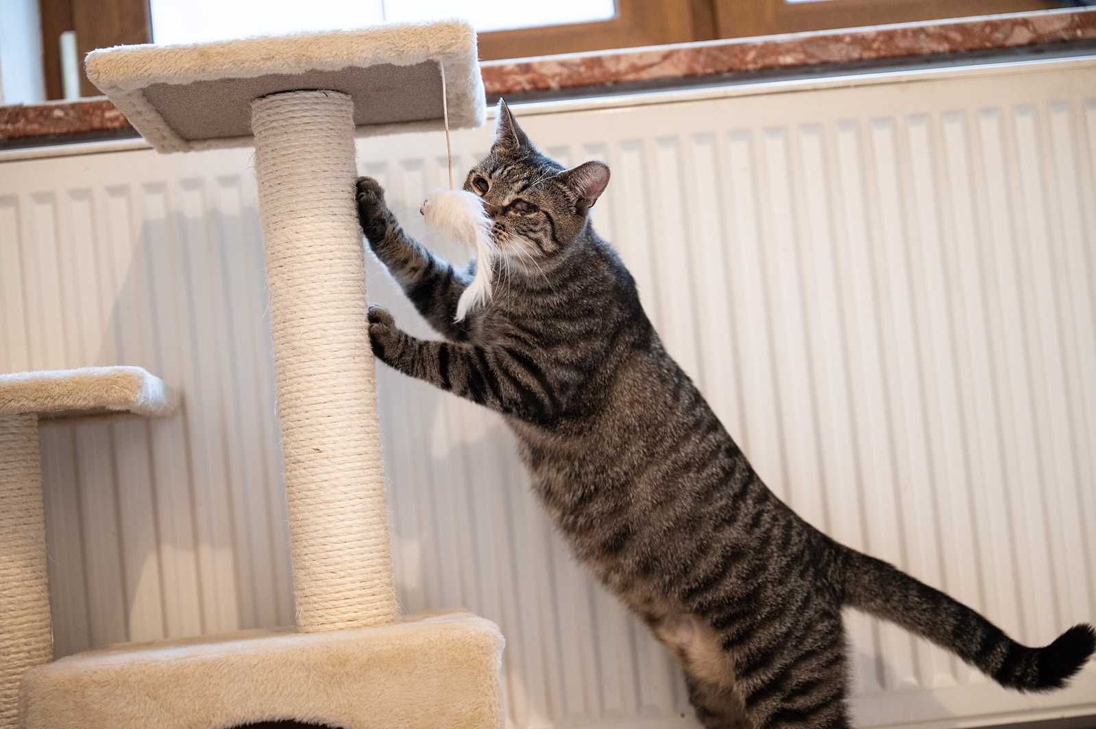 Kot do adopcji - TOBI, 1 rok (kot niewidomy)