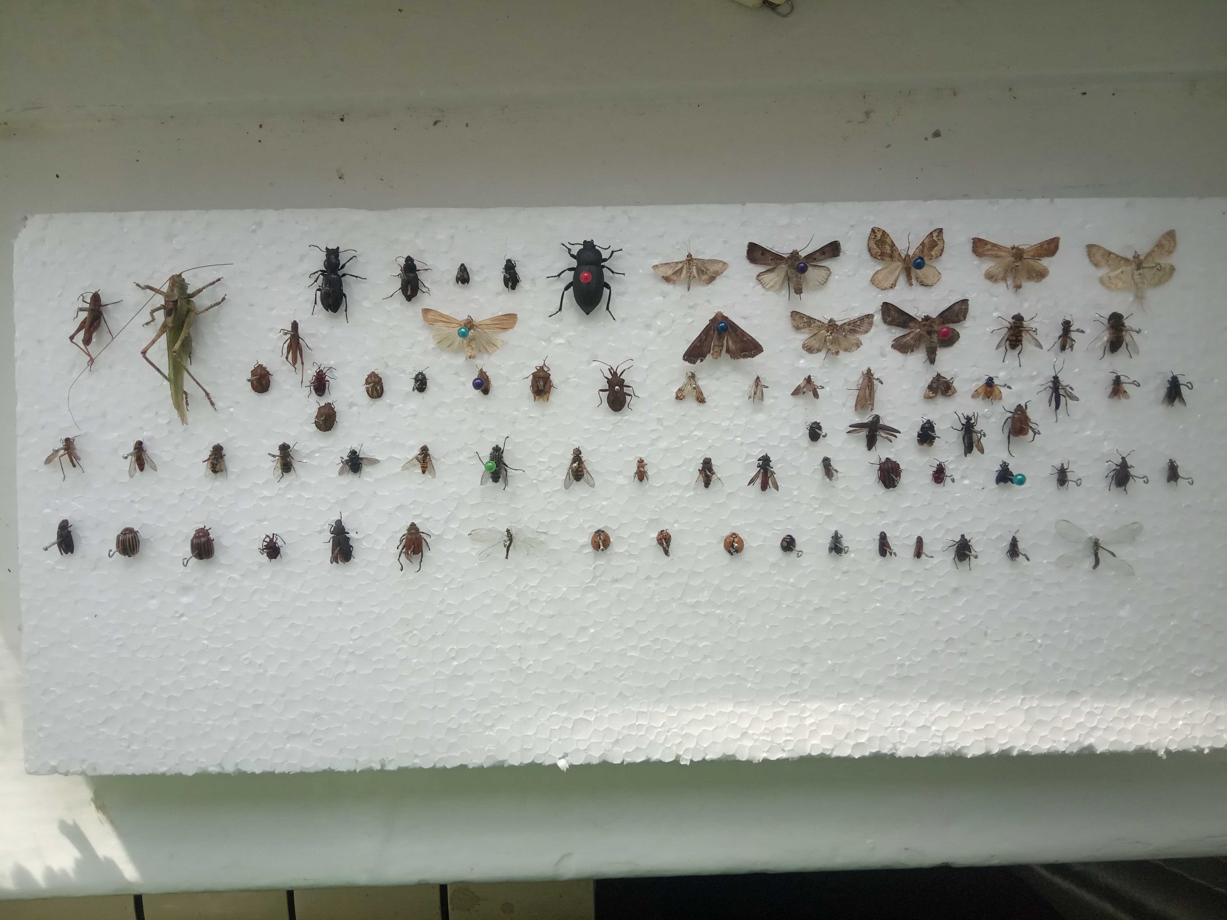 Комахи,Насекомые,метелики,засушение жуки,студенческая колекция
