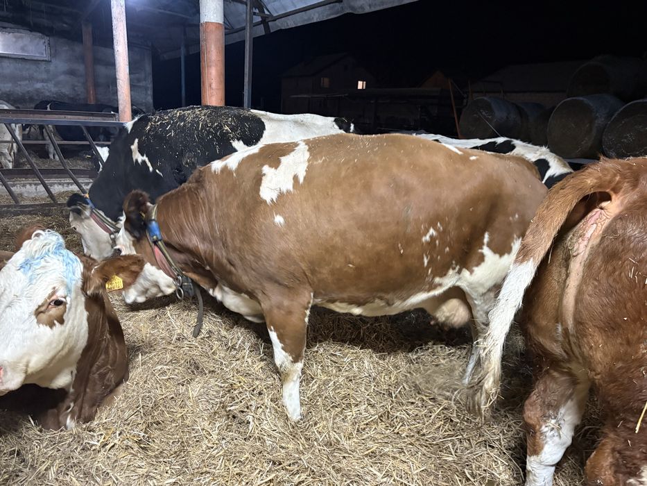 Jałówki i krowy cielne simental mleczny