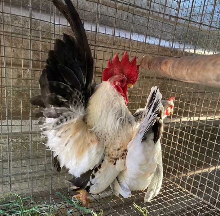 Ovos fecundados e pintos de várias galinhas de raça.