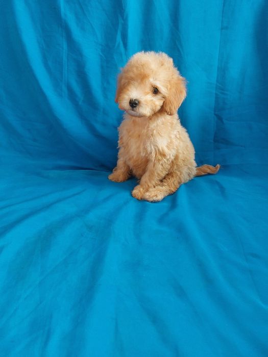 Малыши мальтипу !