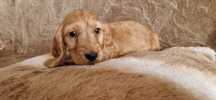 Cocker spaniel szczeniak Piesek