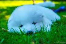 Samoyed suczka ZKwP FCI