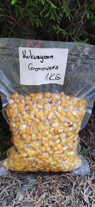 Kukurydza świeżo gotowana 1KG