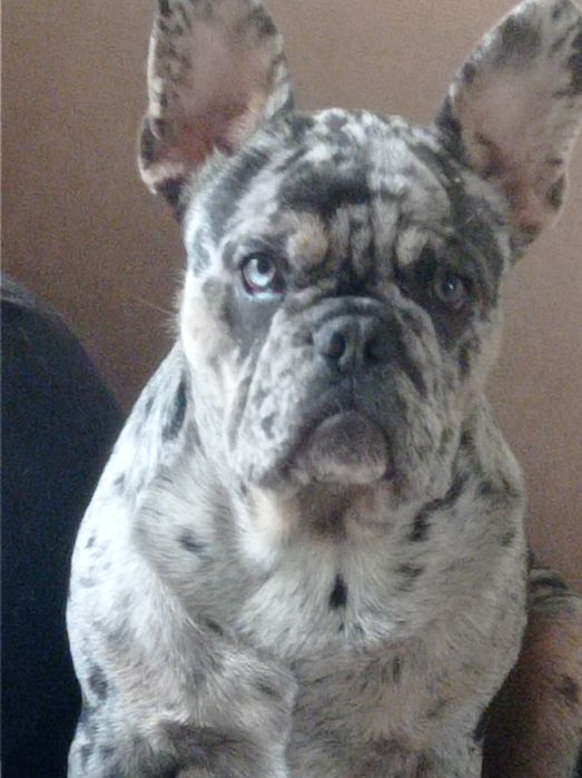 Хлопчик французького бульдога