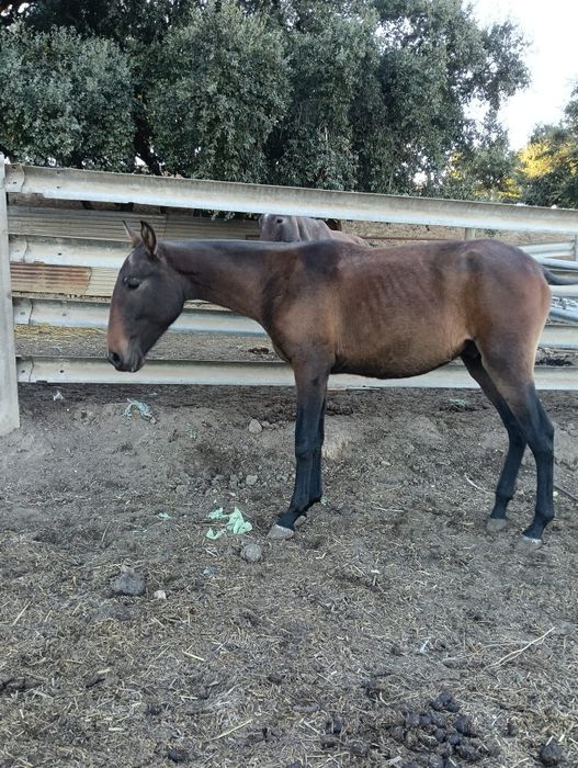 Vendo poldro lusitano