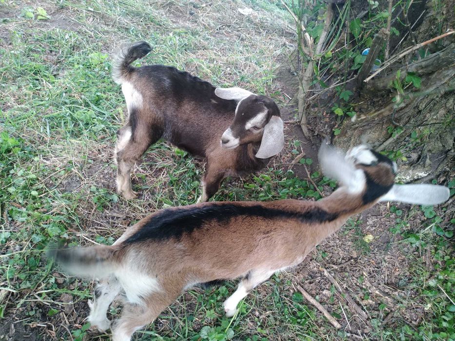 Породистий заано-нубійський козлик