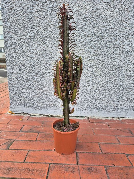 Euphorbia trigona czerwona wilczomlesz trójżebrowy 75cm