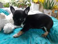 Piesek chihuahua krótkowłosy
