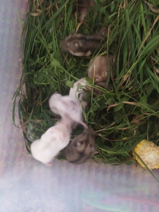 Хомяки, джунгарские