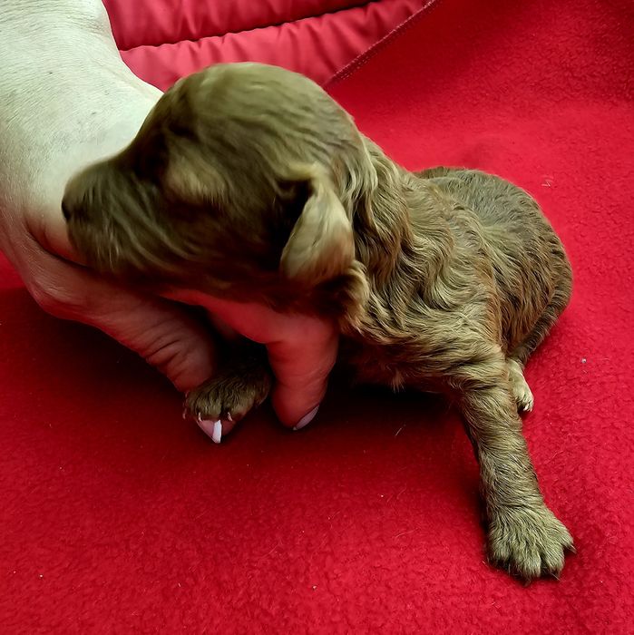 Pudel toy sunia płowa red ciemna Fci ZkwP