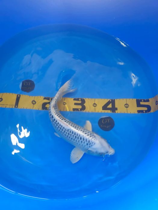 Koi Gin Matsuba com certificado 35cm