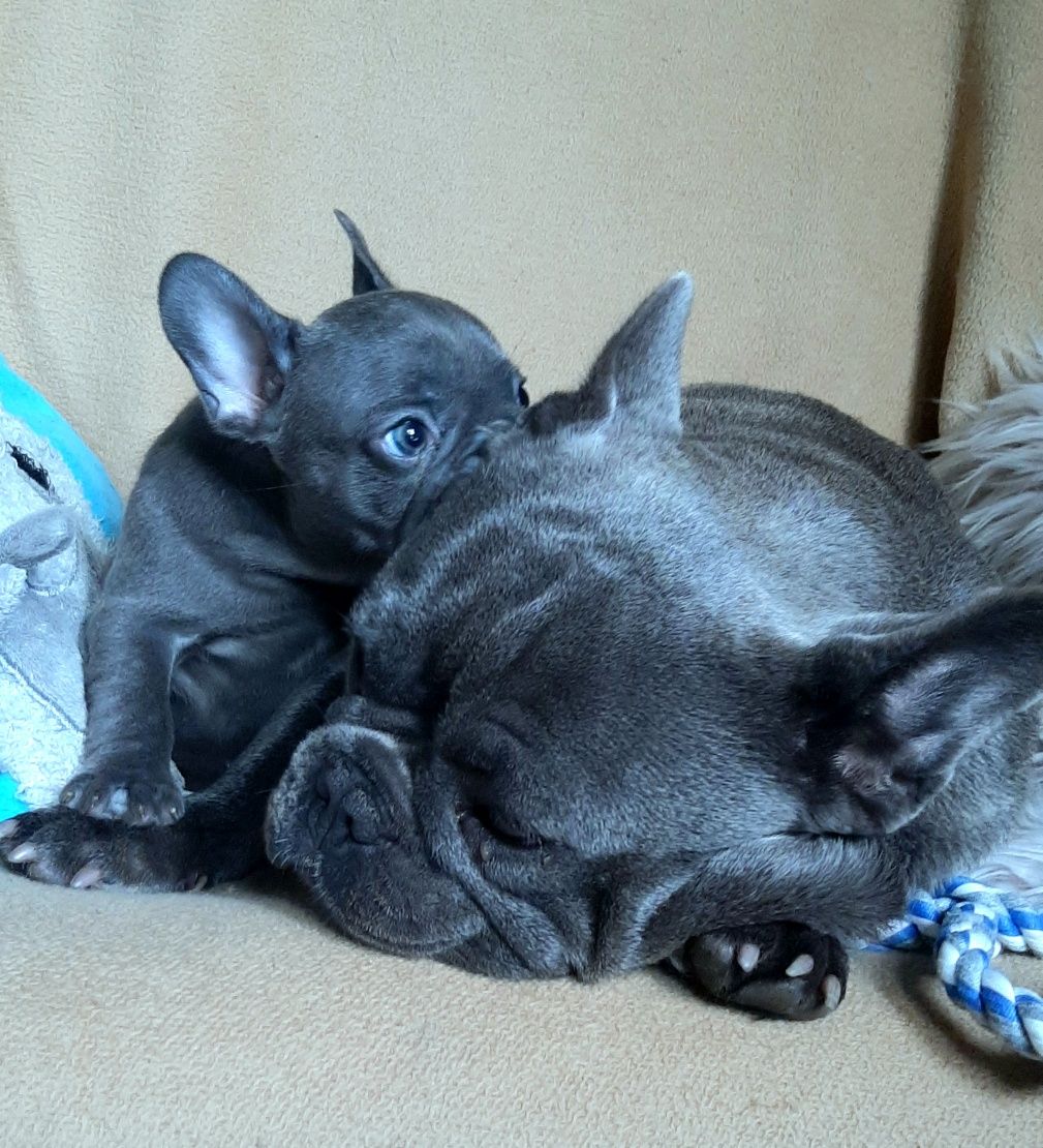 Buldog francuski szczeniak blue