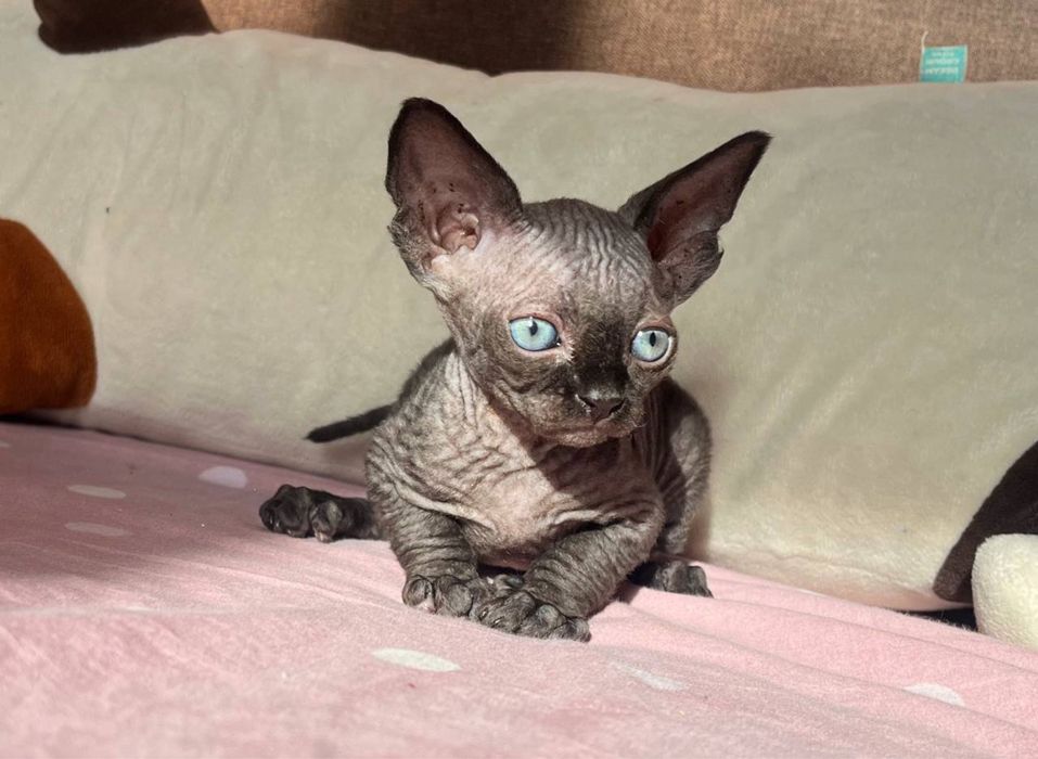 Ніжний хлопчик сфінкс