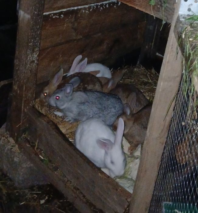 Sprzedam młode króliki