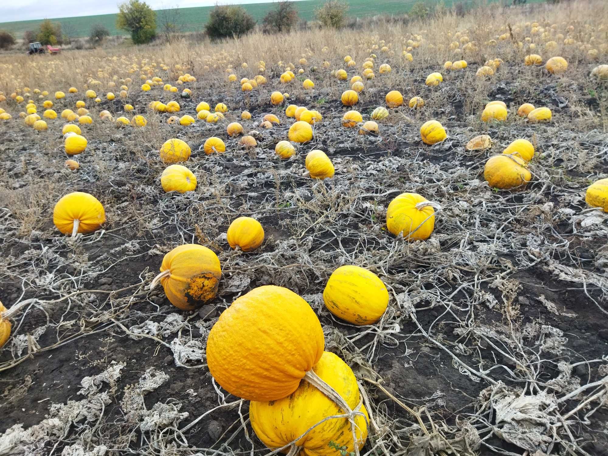 Продам каліброване насіння гарбуза сорту укр багатоплідна