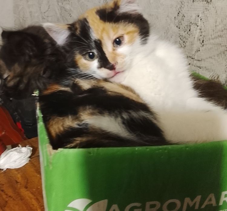 Кошенята в добрі руки