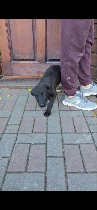 Oddam szczeniaka suczka